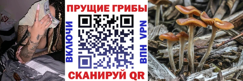 Галлюциногенные грибы мицелий  KRAKEN рабочий сайт  Александровск 